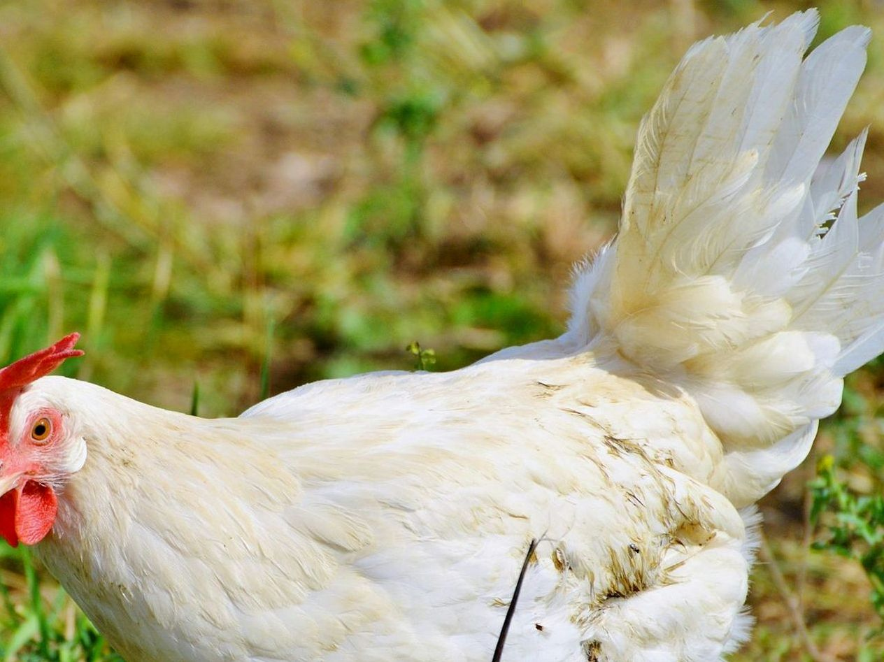 Sabah Erkenden Kapınıza Ulaşan Organik Yumurta